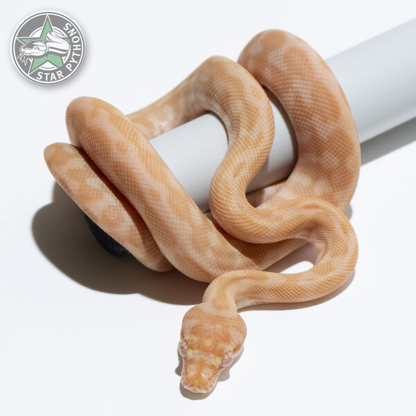 Hypo Albino (Sunglow) het Axanthic male