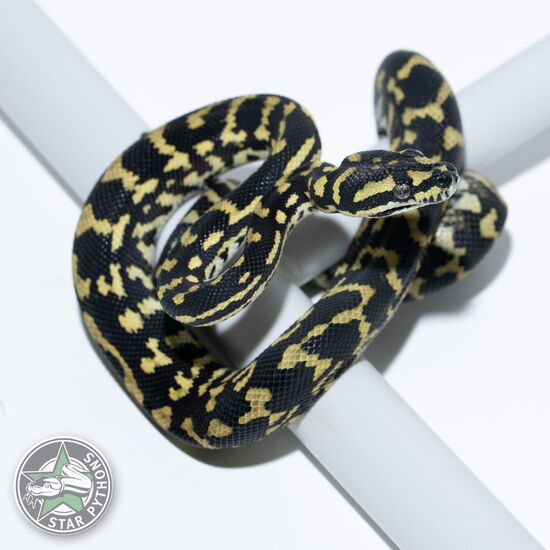 This beautiful male Jungle (100% German Bloodline) carpet python with id 24-643 is for sale.