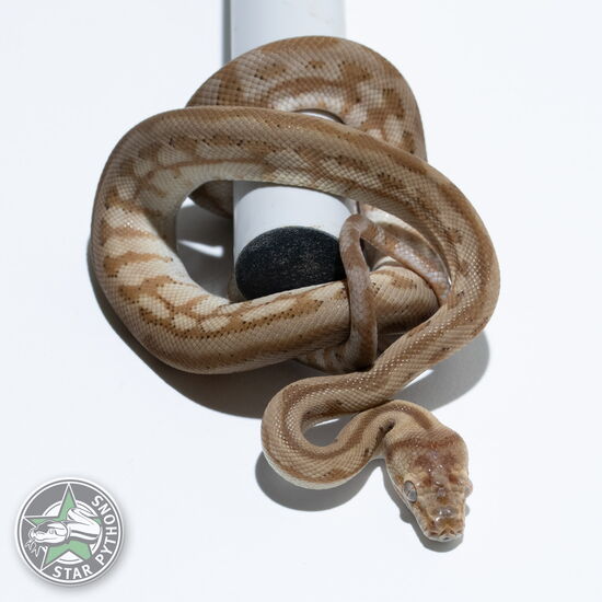 Dieses schöne Hypo Jaguar Teppichpython (männlich) mit der ID 24-790 ist zu verkaufen.