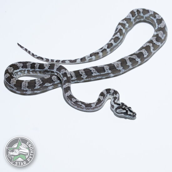 This beautiful male Axanthic het Granite carpet python with id 24-810 is for sale.