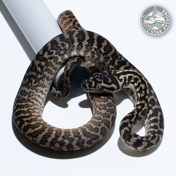 Dieses schöne Zebra het Albino Teppichpython (weiblich) mit der ID 25-014 ist zu verkaufen.