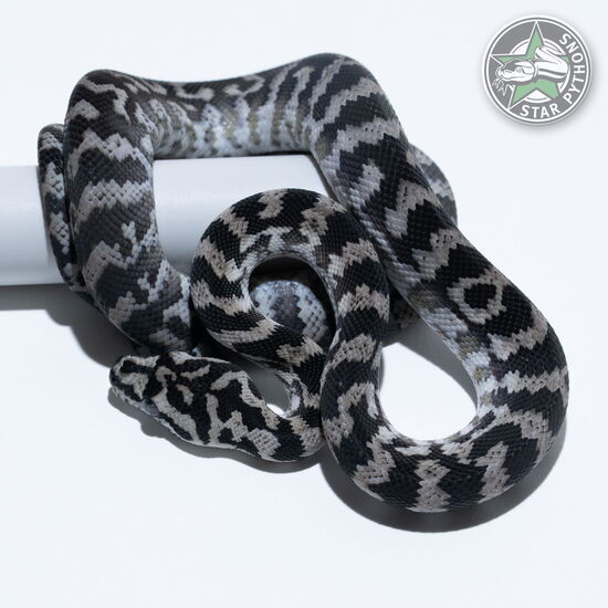 This beautiful female Axanthic het Granite carpet python with id 25-018 is for sale.