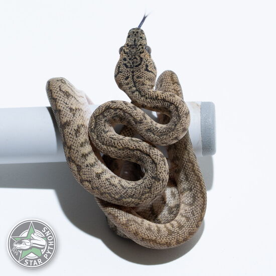 This beautiful female Granite Jaguar het Axanthic carpet python with id 25-143 is for sale.