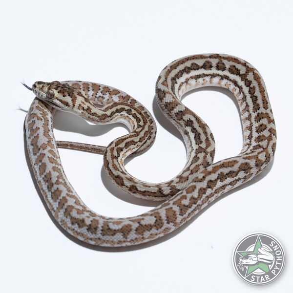This beautiful male Hypo Zebra het Axanthic carpet python with id 25-256 is for sale.