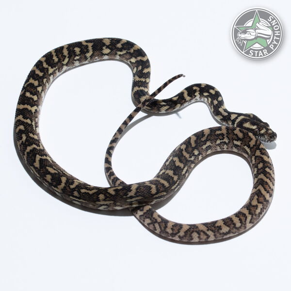 This beautiful male Caramel het Granite carpet python with id 25-369 is for sale.