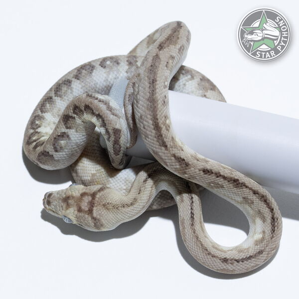 Dieses schöne Ghost (Paradox) Teppichpython (männlich) mit der ID 25-377 ist zu verkaufen.