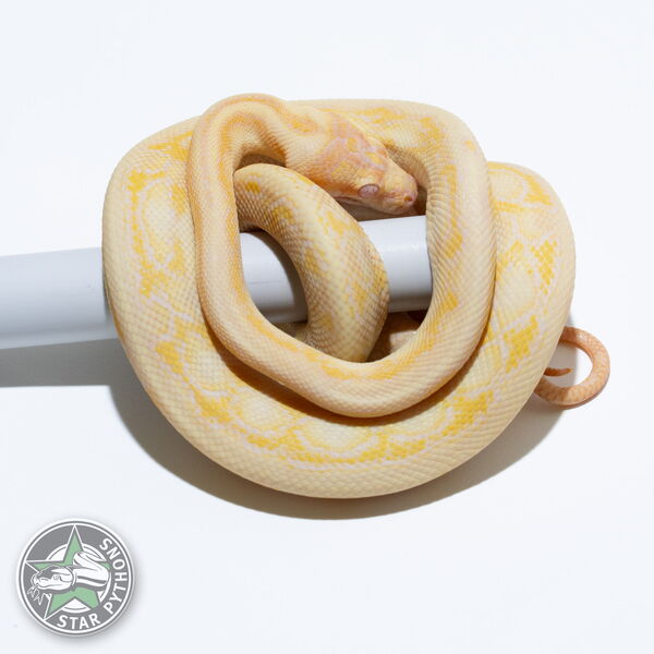 This beautiful male Albino Tiger Jaguar carpet python with id 25-388 is for sale.