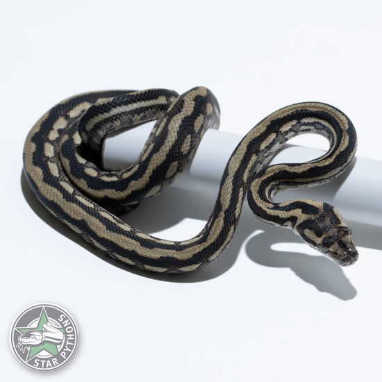Dieses schöne Tiger (pure Coastal) Teppichpython (weiblich) mit der ID 25-415 ist zu verkaufen.