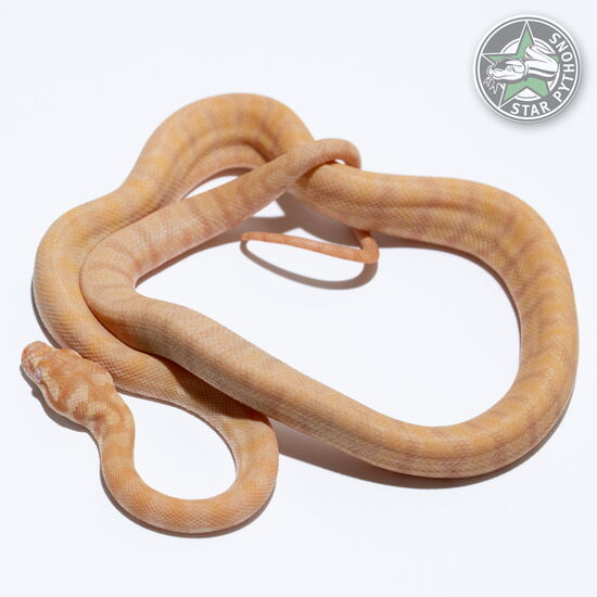 This beautiful female Albino (pure Darwin) carpet python with id 25-431 is for sale.