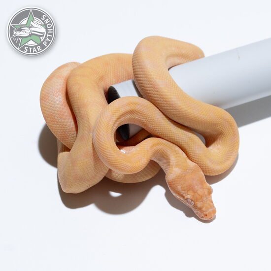 This beautiful female Sunglow carpet python with id 25-526 is for sale.