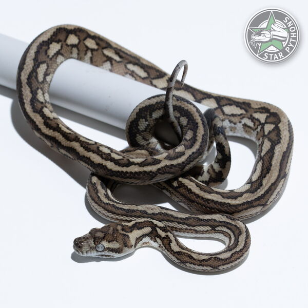 This beautiful female Tiger het Axanthic (pure Coastal) carpet python with id 25-564 is for sale.