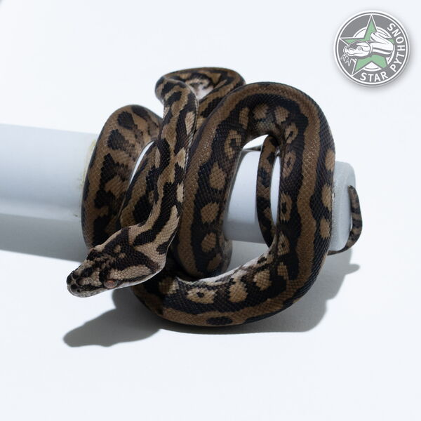 This beautiful male dblhet Axanthic Granite (pure IJ) carpet python with id 26-015 is for sale.