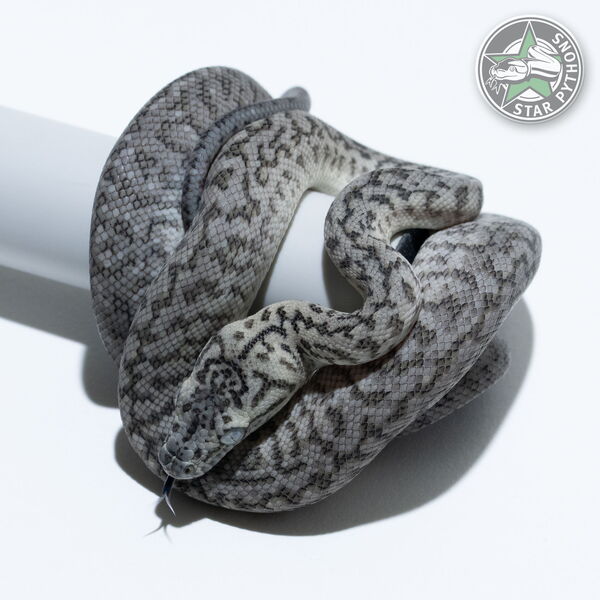 이 아름다운 (Axanthic Granite Jaguar (male)) 카펫비단뱀(ID: 26-105)이 판매 중입니다.