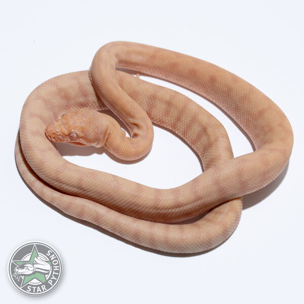 Dieses schöne Albino (pure Darwin) Teppichpython (weiblich) mit der ID 26-230 ist zu verkaufen.