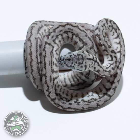 This beautiful female Axanthic Granite Jaguar carpet python with id 26-279 is for sale.