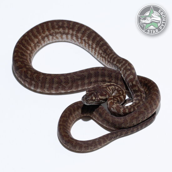 This beautiful male Caramel Zebra carpet python with id 26-294 is for sale.