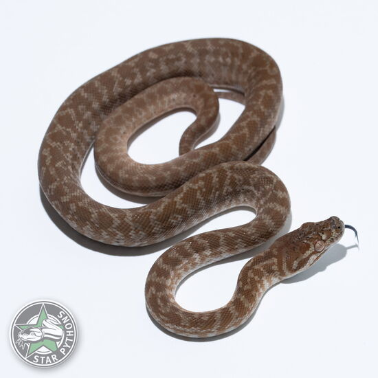 This beautiful female Hypo Caramel Zebra carpet python with id 26-346 is for sale.