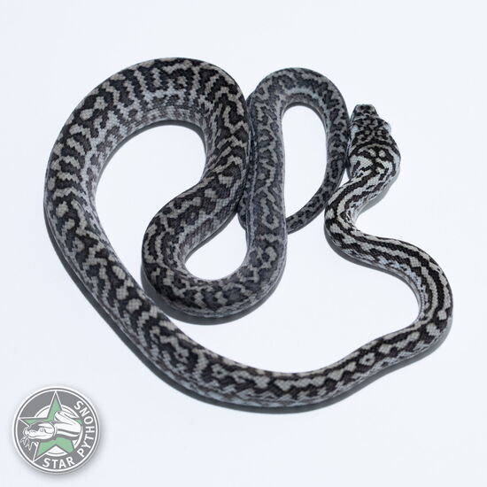 This beautiful female Axanthic Zebra carpet python with id 26-548 is for sale.