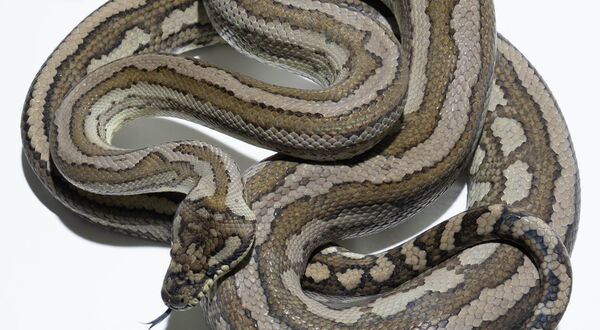 Caramel Tiger Teppichpython (Morelia spilota mcdowelli) – Kombination aus Caramel und polygenem Tiger mit warmem Streifenmuster