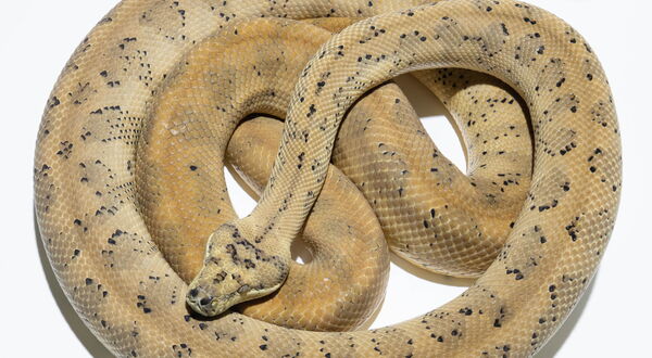 Hypo Jaguar Teppichpython (Morelia spilota mcdowelli) – doppelt inkomplett dominante Kombination mit intensivierter goldener Grundfarbe