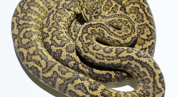 Hypo Zebra Teppichpython (Morelia spilota) – Kombination aus Hypo-Melaninreduktion und Zebra-Bänderung mit aufgehelltem Gesamterscheinungsbild