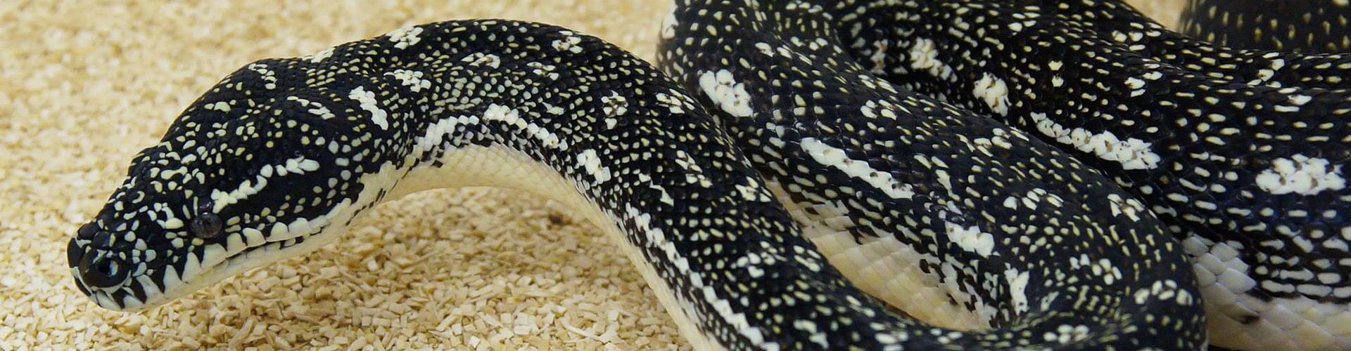 Morelia spilota spilota – Diamantpython