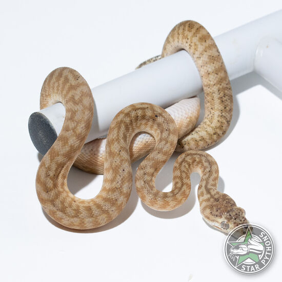 Hypo Caramel Zebra male