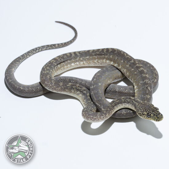 Dieses schöne Caramel Granite Teppichpython (männlich) mit der ID 24-268 ist zu verkaufen.