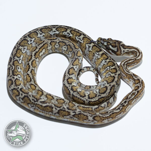 This beautiful female Hypo Caramel het Axanthic carpet python with id 24-289 is for sale.