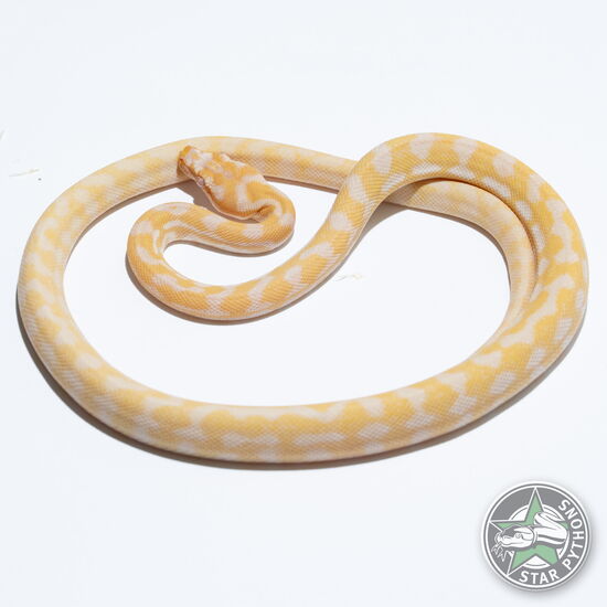 This beautiful male Albino het Axanthic carpet python with id 24-486 is for sale.