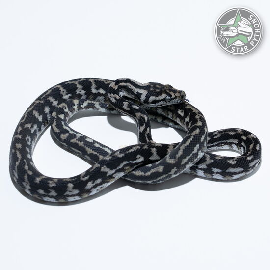 Dieses schöne Axanthic het Albino Teppichpython (weiblich) mit der ID 24-887 ist zu verkaufen.