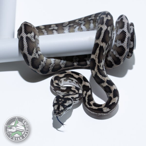 이 아름다운 (Axanthic het Granite (female)) 카펫비단뱀(ID: 25-275)이 판매 중입니다.