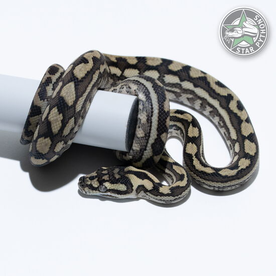 Dieses schöne Coastal Teppichpython (männlich) mit der ID 25-425 ist zu verkaufen.