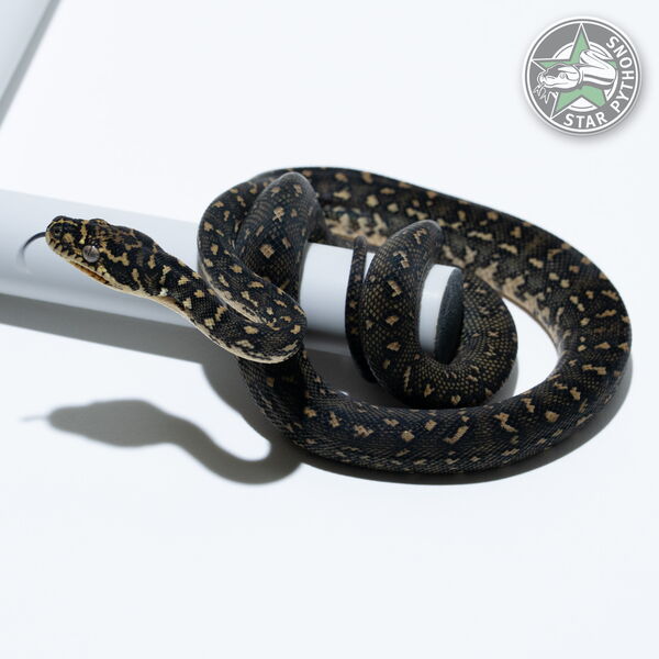 Dieses schöne Diamond Teppichpython (weiblich) mit der ID 25-706 ist zu verkaufen.