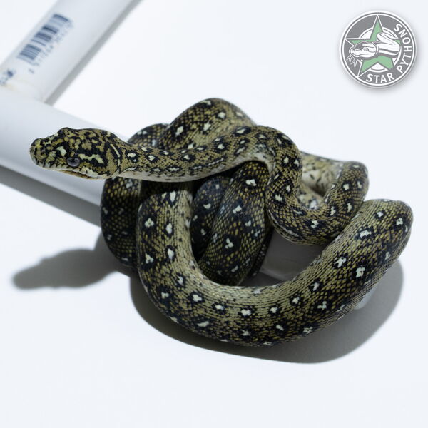 This beautiful male Diamond carpet python with id 25-725 is for sale.