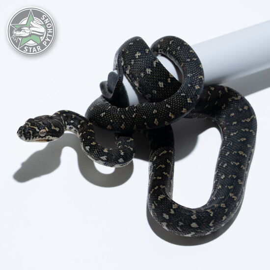 This beautiful female Diamond carpet python with id 25-811 is for sale.