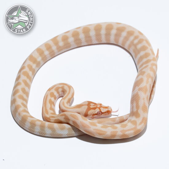 This beautiful female Sunglow Jaguar dblhet Axanthic Granite carpet python with id 26-053 is for sale.