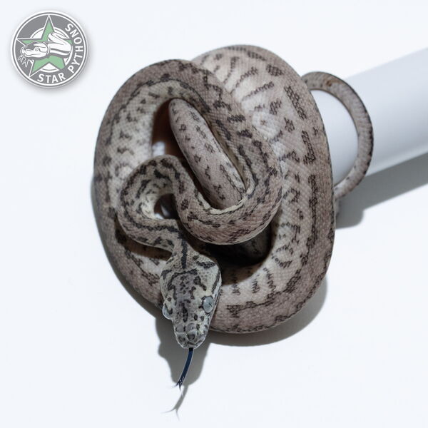 This beautiful male Axanthic Granite Jaguar carpet python with id 26-109 is for sale.