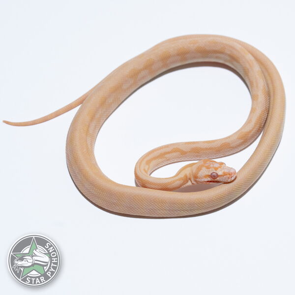 이 아름다운 (Albino Jaguar (Female)) 카펫비단뱀(ID: 26-119)이 판매 중입니다.