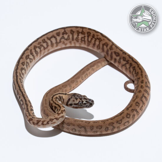 Dieses schöne Zebra Jaguar het Albino Teppichpython (männlich) mit der ID 26-128 ist zu verkaufen.