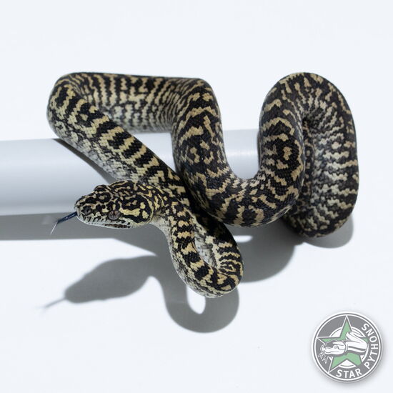 This beautiful female Zebra (100% German Bloodline) carpet python with id 26-161 is for sale.