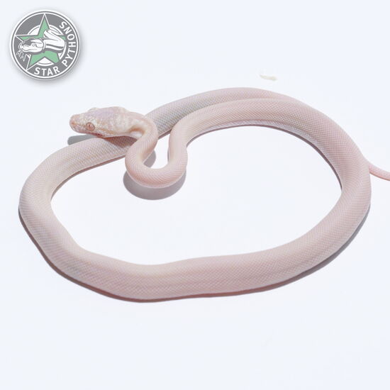 Dieses schöne Snow Granite Teppichpython (männlich) mit der ID 26-184 ist zu verkaufen.