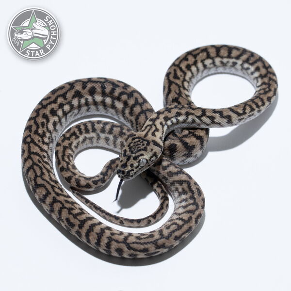 이 아름다운 (Zebra Jaguar (Male)) 카펫비단뱀(ID: 26-237)이 판매 중입니다.