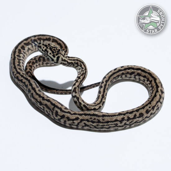이 아름다운 (Jungle Zebra Jaguar (male)) 카펫비단뱀(ID: 26-361)이 판매 중입니다.