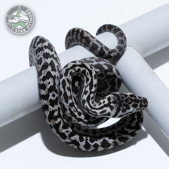 This beautiful male Axanthic Zebra carpet python with id 26-375 is for sale.