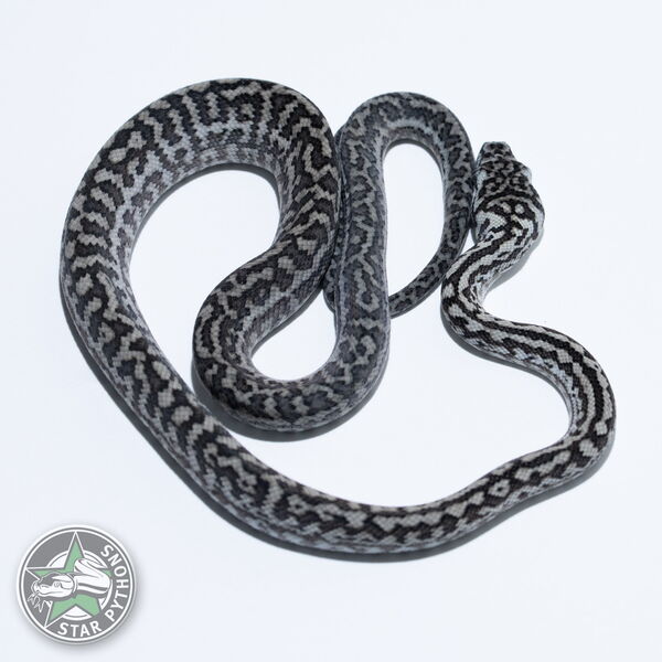 Dieses schöne Axanthic Zebra Teppichpython (weiblich) mit der ID 26-548 ist zu verkaufen.
