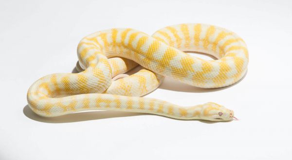 Albino Carpet Python