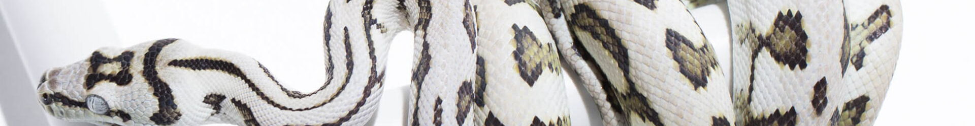 Carpet Pythons for sale