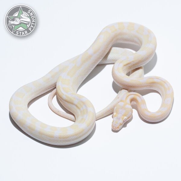 This beautiful male Snow carpet python with id 23-307 is for sale.