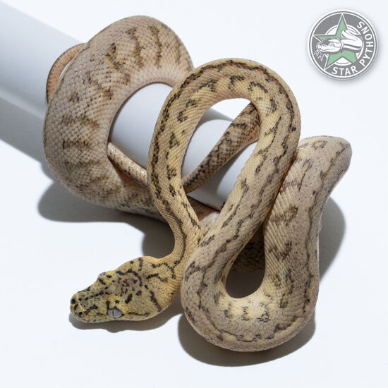 This beautiful female Granite Jaguar het Albino carpet python with id 24-139 is for sale.